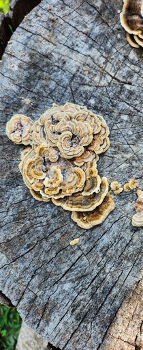 A top view of dry wild fungus growing on tree bark