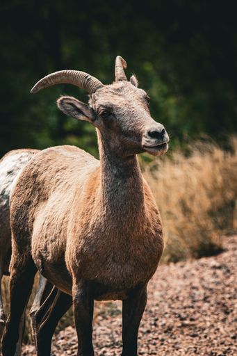A beautiful shot of a bighorn sheep in a mountainous landscape