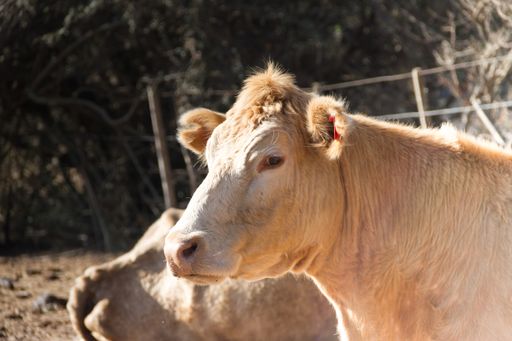 portrait of a calm dairy cow in the field