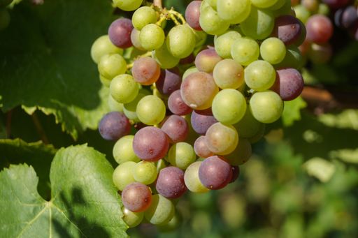 A close-up shot of green grapes on the tree in the garden on a sunny day