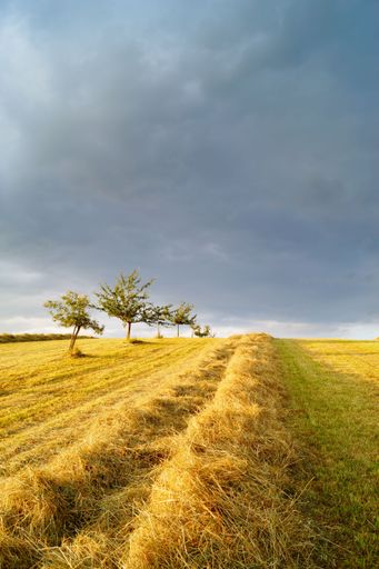 A scenic view of hay in an expansive filed, with trees lining the horizon.