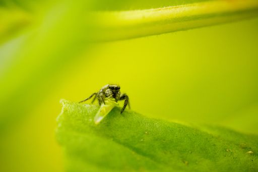 A selective focus shot of a spider jumping with its prey