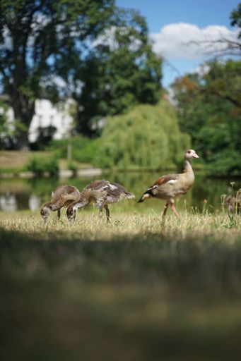 A vertical shot of several Egyptian geese in a park near a lake in sunlight in a blurred background