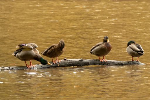 A flock of wild mallard ducks resting on a tree log in Lake Roland Park in Baltimore, Maryland, United States