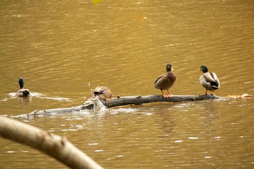 A group of wild ducks swimming and standing on a branch over a still lake