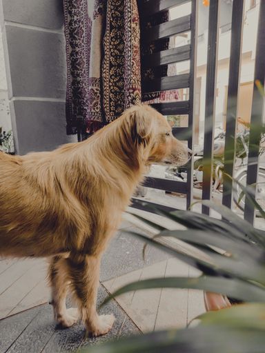 A vertical shot of a golden retriever dog
