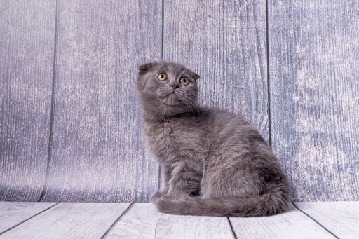 Small British fold kitten sits on wooden surface made of boards and looks up. Busy with his own business.