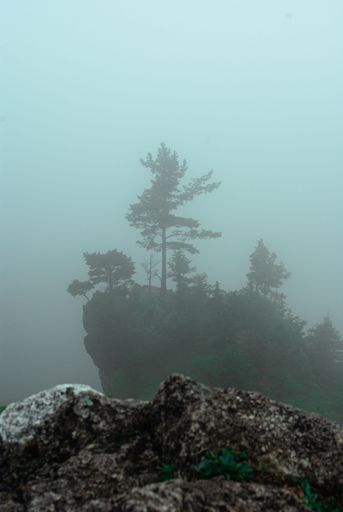 A scenic vertical shot of trees growing on a rock on a beautiful foggy day