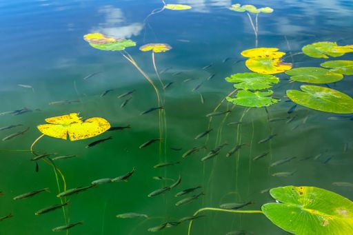 A closeup of fish in lake swimming under lily pads on a sunny day