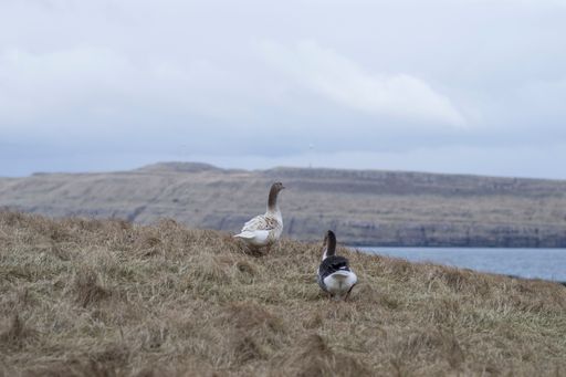 A closeup of geese perched on dried grass under a cloudy sky on a gloomy day in Faroe Islands