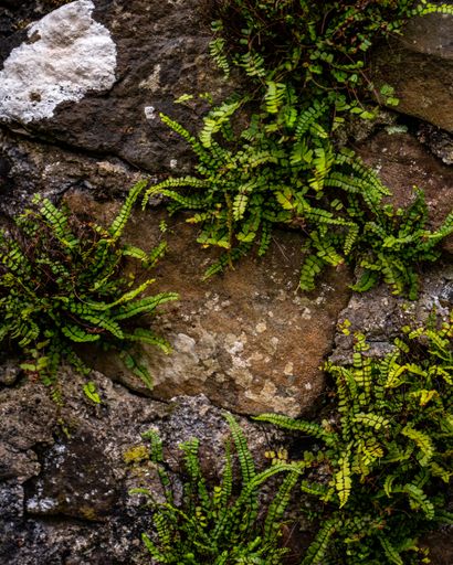 A vertical close-up shot of green ferns growing on an ancient stone wall