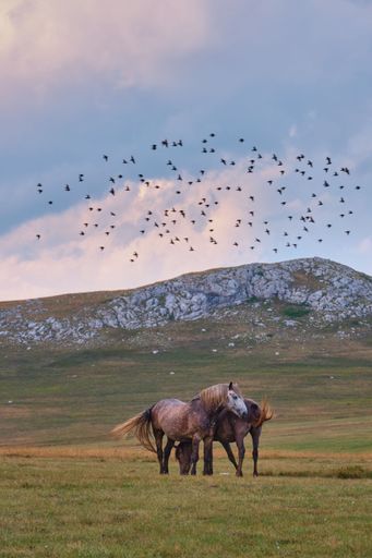 A vertical shot of wild horses in a green meadow.