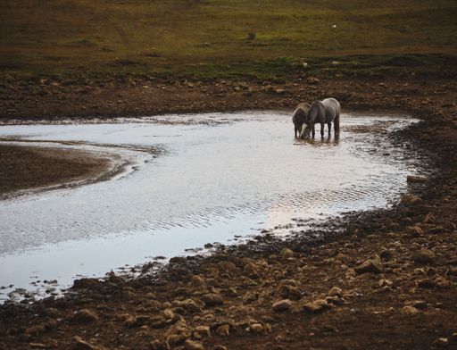 The two wild horses drinking water from a river.