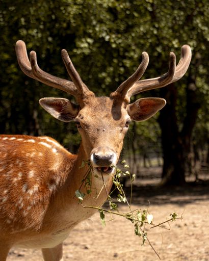 A vertical shot of a red deer in the green park