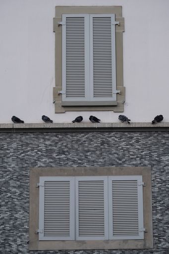 A vertical shot of birds lined out in front of curtain shutters outside windows