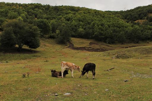 The young calves grazing on the grass in the field