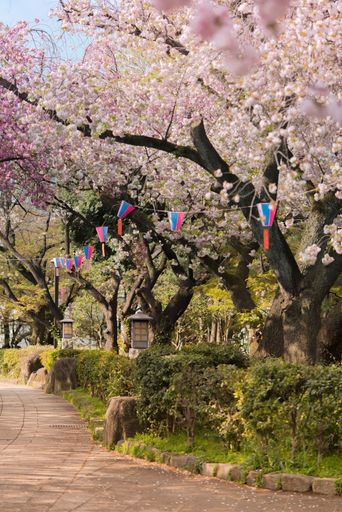 tokyo, japan - april 06 2022: Asukayama Park of Oji city during the sakura spring festival adorned with paper lanterns below the cherry blossoms trees