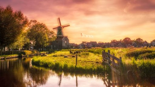 A view of a Dutch windmill and sheep in the field at sunset in Zaanse Schans, Netherlands