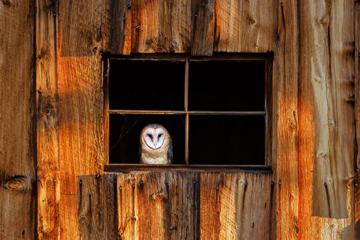 A closeup of a barn owl (Tyto alba) on a wooden window