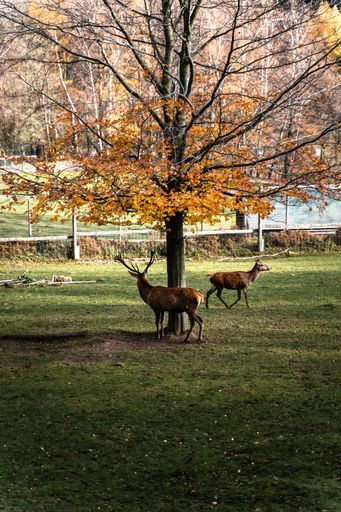 A vertical shot of the red deer in an autumn park
