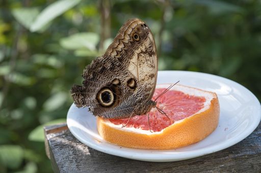 A closeup of Owl butterflies on slice of red apple on wooden table in the garden