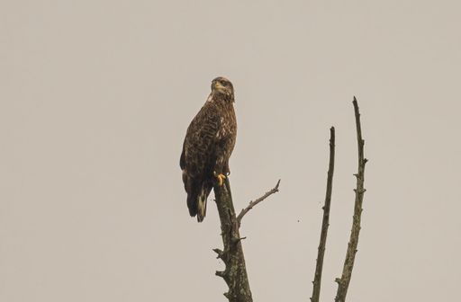 A bald eagle (Haliaeetus leucocephalus) perched on a leafless tree branch on a cloudy day