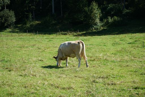 A closeup shot of a brown cow eating grass with trees on the background