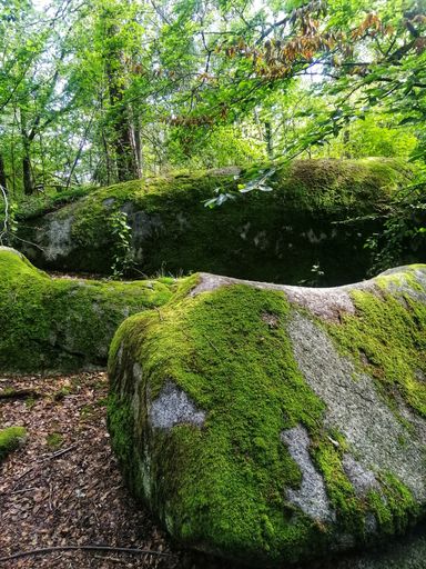A vertical shot of rocks covered in mosses in a forest surrounded by trees