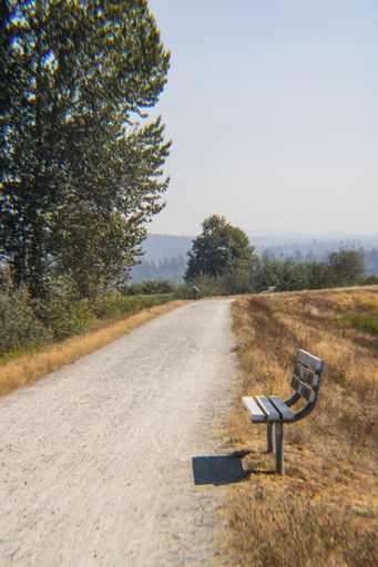 A vertical shot of the wooden bench near the road with lush trees in the background