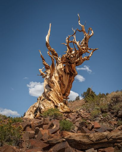 A vertical shot of an old crooked leafless tree in a desert in California