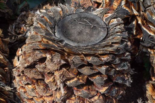 A macro shot of a brown pinecone in sunlight