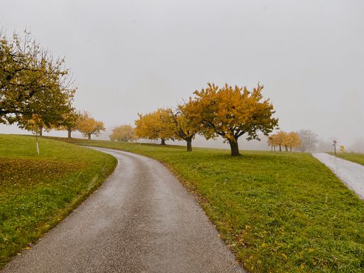 A pathway surrounded by greenery in a park covered in the fog