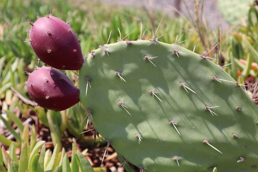 A closeup of prickly pear fruits on a prickly cactus paddle against blurred background