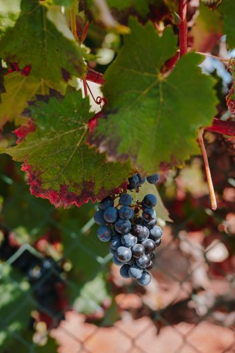 A vertical shot of grapes on vines under the sunlight with a blurry background