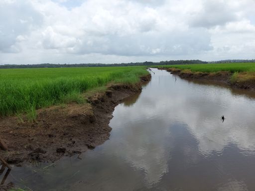 a river flowing the centre of  a rice farm under clear blue sky .