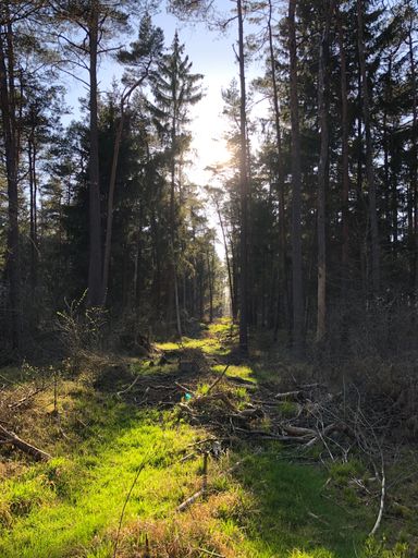 A vertical shot of trees and dry grass in a forest with broken branches on ground