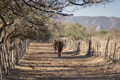 A low angle shot of horses in a field