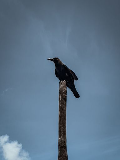 A crow on branch of broken tree.