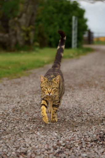 A vertical shot of a tabby cat walking in the park
