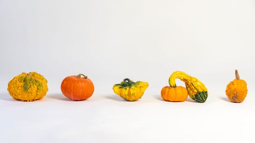 A Variety of fresh pumpkins and and Gourd Bumpy orange on white background with copy space