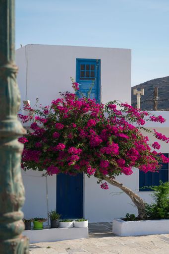 A vertical shot of a bright purple tree with a traditional white house in Santorini, Greece