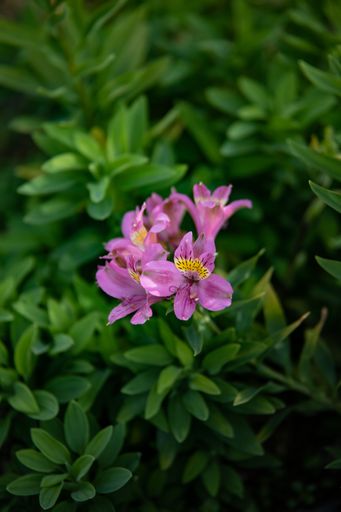 A vertical shot of purple flowers blooming between green plants