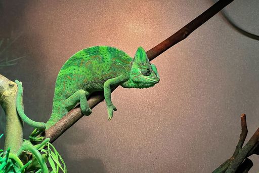 Closeup on a green colored Arabian veiled chameleon, Chamaeleo calyptratus, in a terrarium at the OLiemeulen Zoo, Tilburg, Netherlands