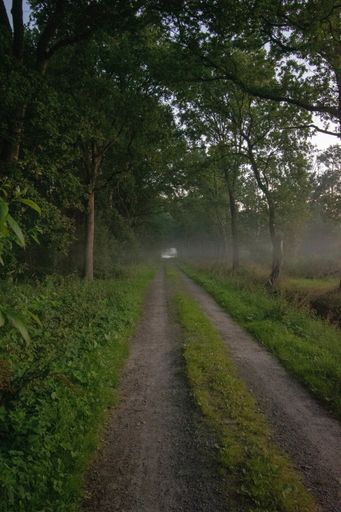 A breathtaking shot of moor forest in east Friesland