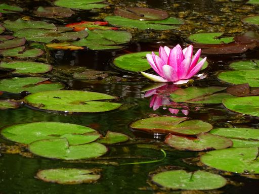 A purple water lily flower on the lake
