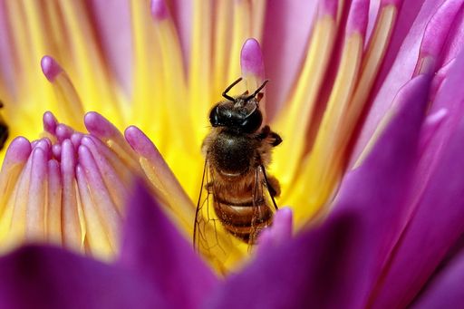 A closeup shot of a fly on the colorful flower