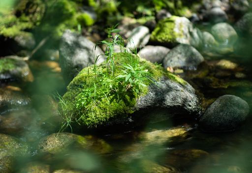 A selective focus of a mossy stone near the river with a herb other stones blurred background