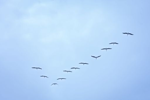 A flock of birds flying in the sky