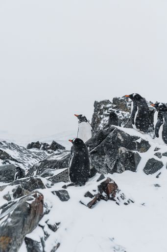 A vertical shot of cute penguins standing on rocks in Carlini Antarctic during a snowy day