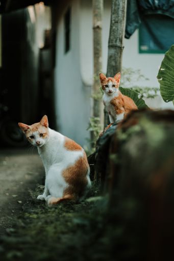 A vertical shot of two adorable ginger cats looking into the camera